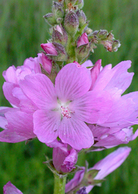 Sidalcea oregana